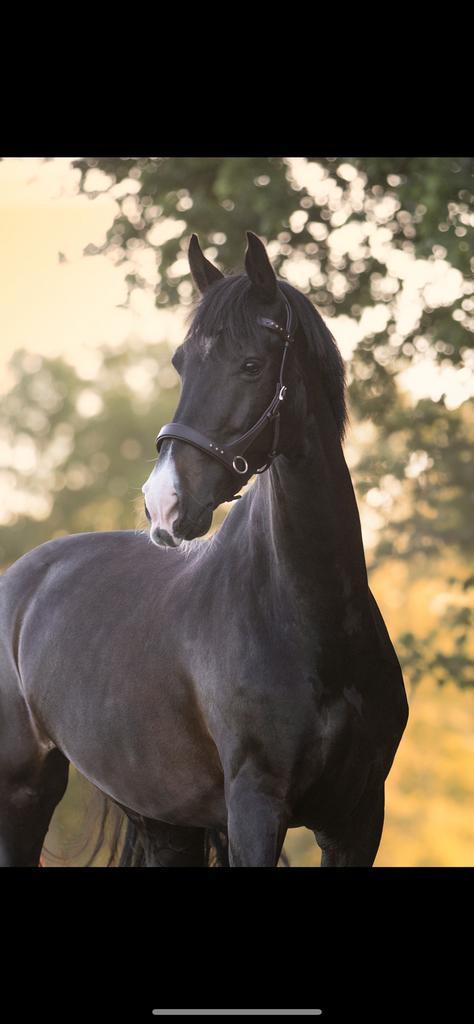Verzorgster gezocht / Verzorgpaard aangeboden, Dieren en Toebehoren, Paarden en Pony's | Verzorgingsproducten, Ophalen