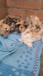 te koop jongen deerghang oortjes, Dieren en Toebehoren, Konijnen, Meerdere dieren, Dwerg