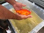 Doitsu ghost koi en komeetstaart te koop, Dieren en Toebehoren, Vissen | Vijvervissen, Karper of Koi