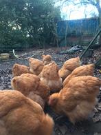 Orpingtons buff groot, Dieren en Toebehoren, Pluimvee, Vrouwelijk, Kip