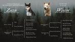 Siberische husky pups met FCI stamboom, Nederland, Reu, CDV (hondenziekte), 8 tot 15 weken