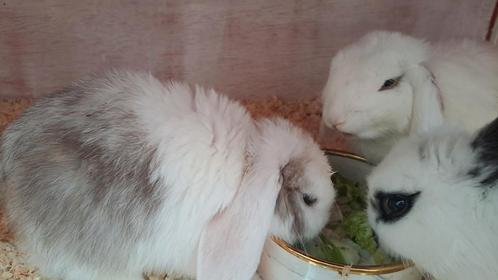 Nestje Nederlandse hangoor dwergjes, Dieren en Toebehoren, Knaagdieren en Konijnen | Toebehoren, Nieuw, Ophalen