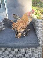 Tamme sabelpootkriel, Dieren en Toebehoren, Pluimvee, Mannelijk, Kip