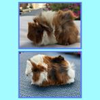 Twee jonge cavia mannetjes (peruvian x borstel), Dieren en Toebehoren, Knaagdieren, Juli, Mannelijk, Cavia