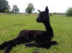 Gevraagd alpaca zwarte hengst met stamboom, Dieren en Toebehoren, Overige Dieren, Mannelijk, Voor 1 juli 2024