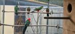 Te koop 2 jonge koningsparkieten, Meerdere dieren, Parkiet