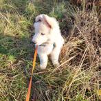 Zwitserse Witte Herder, Dieren en Toebehoren, Fokker | Hobbymatig, Rabiës (hondsdolheid), 8 tot 15 weken, Buitenland