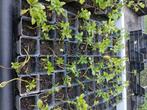 Pachysandra, bodembedekker, Tuin en Terras, Ophalen, Bodembedekkers, Vaste plant, Bloeit niet