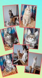 Maine coons met stamboom, Dieren en Toebehoren, Katten en Kittens | Raskatten | Langhaar, Meerdere dieren, Gechipt, 0 tot 2 jaar