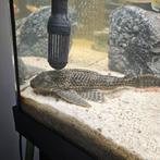 Grote pleco, Dieren en Toebehoren, Vis