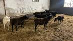 Ruischapen! Zelfruiende ooien, Dieren en Toebehoren, Schapen, Geiten en Varkens, Vrouwelijk, Schaap