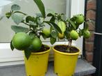 twee citroenboompjes, Fruitplant, In pot, Minder dan 100 cm, Bloeiende kamerplant