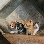 Nog 2 Lieve katers beschikbaar, Dieren en Toebehoren, Kater, Ontwormd, 0 tot 2 jaar