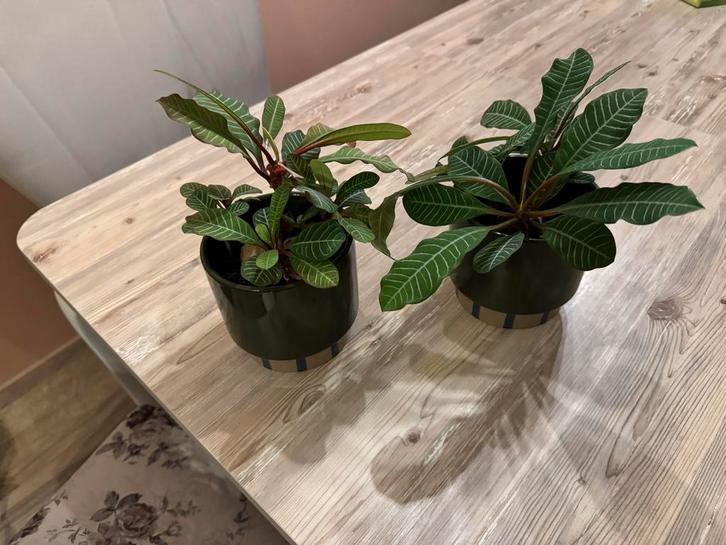 Euphorbia leuconeura in pot, Huis en Inrichting, Kamerplanten, Overige soorten, Minder dan 100 cm, Groene kamerplant, Halfschaduw