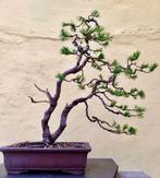 Bonsai, Tuin en Terras, Planten | Bomen, Bloeit niet, Halfschaduw, Overige soorten, Minder dan 100 cm