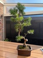 Pre bonsai Pinus sylvestris, Tuin en Terras, Planten | Bomen, In pot, Bloeit niet, Halfschaduw, Minder dan 100 cm