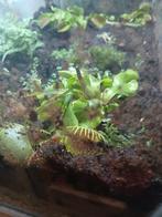 Gezocht: Gratis (Verwaarloosde) vleesetende planten, Ophalen, Overige soorten, Minder dan 100 cm, Volle zon