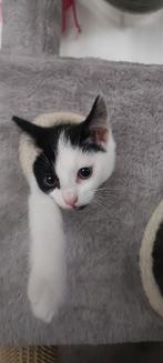 Ontzettend lieve en speelse kittens., Dieren en Toebehoren, Katten en Kittens | Raskatten | Korthaar, Poes, Ontwormd, 0 tot 2 jaar