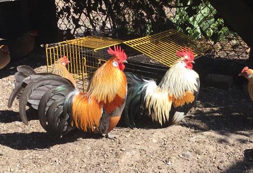 Broedeieren hollandse kriel blauwpatrijs, Dieren en Toebehoren, Pluimvee, Kip, Geslacht onbekend