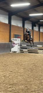 Lief 8 jarig springpaard, Dieren en Toebehoren, Paarden, Merrie, Springpaard, Met stamboom, B