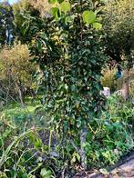 Rode appelboom, Ophalen of Verzenden, Minder dan 100 cm, Appelboom, Lente