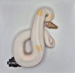 Vanilla mojave orangedream pied 100het ghost, Dieren en Toebehoren, Slang