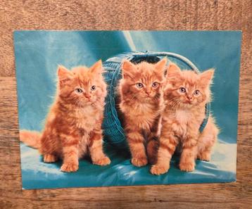 Drie kittens, rood en pluizig beschikbaar voor biedingen