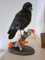 Zeer unieke opgezette kraai! Taxidermie, Ophalen of Verzenden, Nieuw, Opgezet dier