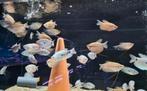 Mooie Gourami mix - Koidreams in Valburg, Dieren en Toebehoren, Vis, Zoetwatervis