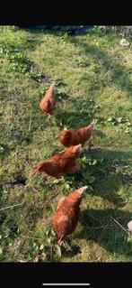 Inbreng pluimvee, Dieren en Toebehoren, Pluimvee, Meerdere dieren, Kip