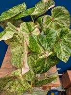 Begonia Rouge Variegata p13 (2)