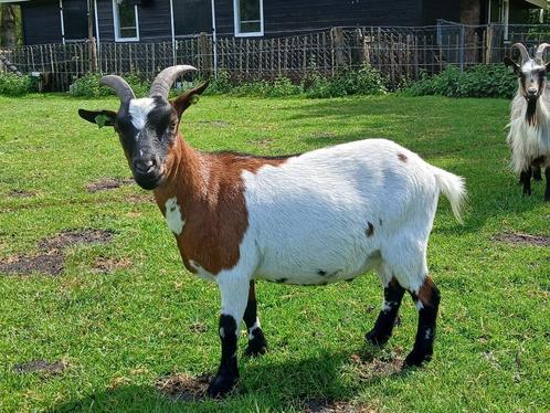 Dwerggeitjes te koop, Dieren en Toebehoren, Schapen, Geiten en Varkens, Geit, Mannelijk, 3 tot 5 jaar