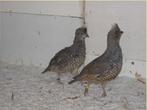 Gezocht blauwschubben kwartels, Dieren en Toebehoren, Vogels | Overige Vogels, Meerdere dieren, Tropenvogel