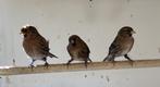 0 - 5 Barmsijzen, Meerdere dieren, Wildzangvogel, Geringd