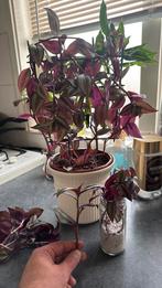 Tradescantia stekken – sterke kamerplant, Huis en Inrichting, Kamerplanten, Ophalen of Verzenden, In pot, Halfschaduw, Minder dan 100 cm