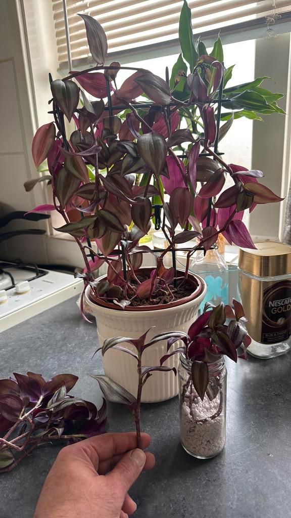 Tradescantia stekken – sterke kamerplant, Huis en Inrichting, Kamerplanten, Minder dan 100 cm, Halfschaduw, In pot, Ophalen of Verzenden