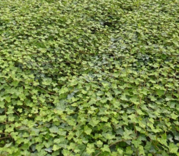 Diverse maten hedera, Tuin en Terras, Planten | Tuinplanten, Overige soorten, Halfschaduw, Ophalen of Verzenden