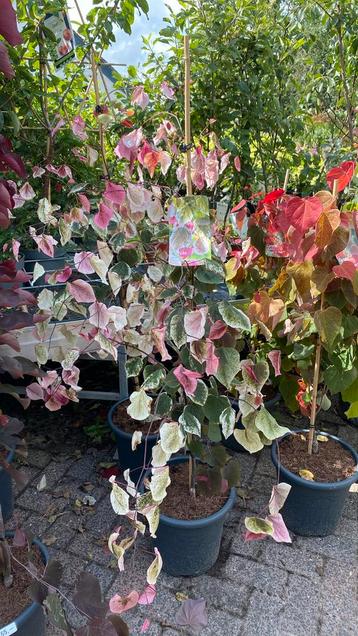 Cercis coroline sweetheart beschikbaar voor biedingen