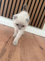 Scottisch fold bleu point, Dieren en Toebehoren, Katten en Kittens | Raskatten | Korthaar, Poes