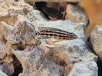 4x juliochromis marlieri tanganyika cichliden 5 a 6 cm, Dieren en Toebehoren, Vis, Zoetwatervis
