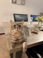 Britse korthaar dekater, Dieren en Toebehoren, Katten en Kittens | Raskatten | Korthaar, Kater