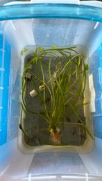 Aquarium plant, Vis