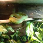 Kweektrio 1,2 witlipbamboeadder Trimeresurus albolabris, Dieren en Toebehoren, Slang
