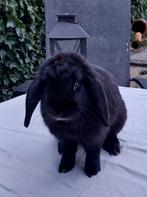 Lieve nederlandse hangoor dwerg vrouwtje, Dieren en Toebehoren, Konijnen, Meerdere dieren, Klein, Hangoor, 0 tot 2 jaar