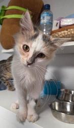 MJM Dogs Foundation: Giyu, Poes, Langharig, 0 tot 2 jaar