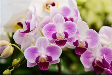 Gezocht: uitgebloeide orchideeën planten beschikbaar voor biedingen