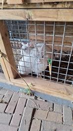Te koop 2 konijnen moeder en dochter, Vrouwelijk, Dwerg, 0 tot 2 jaar