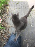 Lieve europese korthaar poes van 4 jaar oud, Dieren en Toebehoren, Katten en Kittens | Overige Katten, Poes