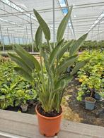 Strelitzia reginae (Paradijsvogelbloem), Tuin en Terras, Planten | Tuinplanten, Ophalen of Verzenden, Zomer, Overige soorten, Volle zon