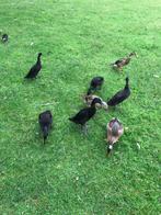 kuifeend, Meerdere dieren, Eend